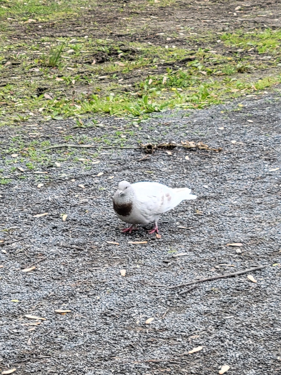 Rock Pigeon (Feral Pigeon) - ML636893522