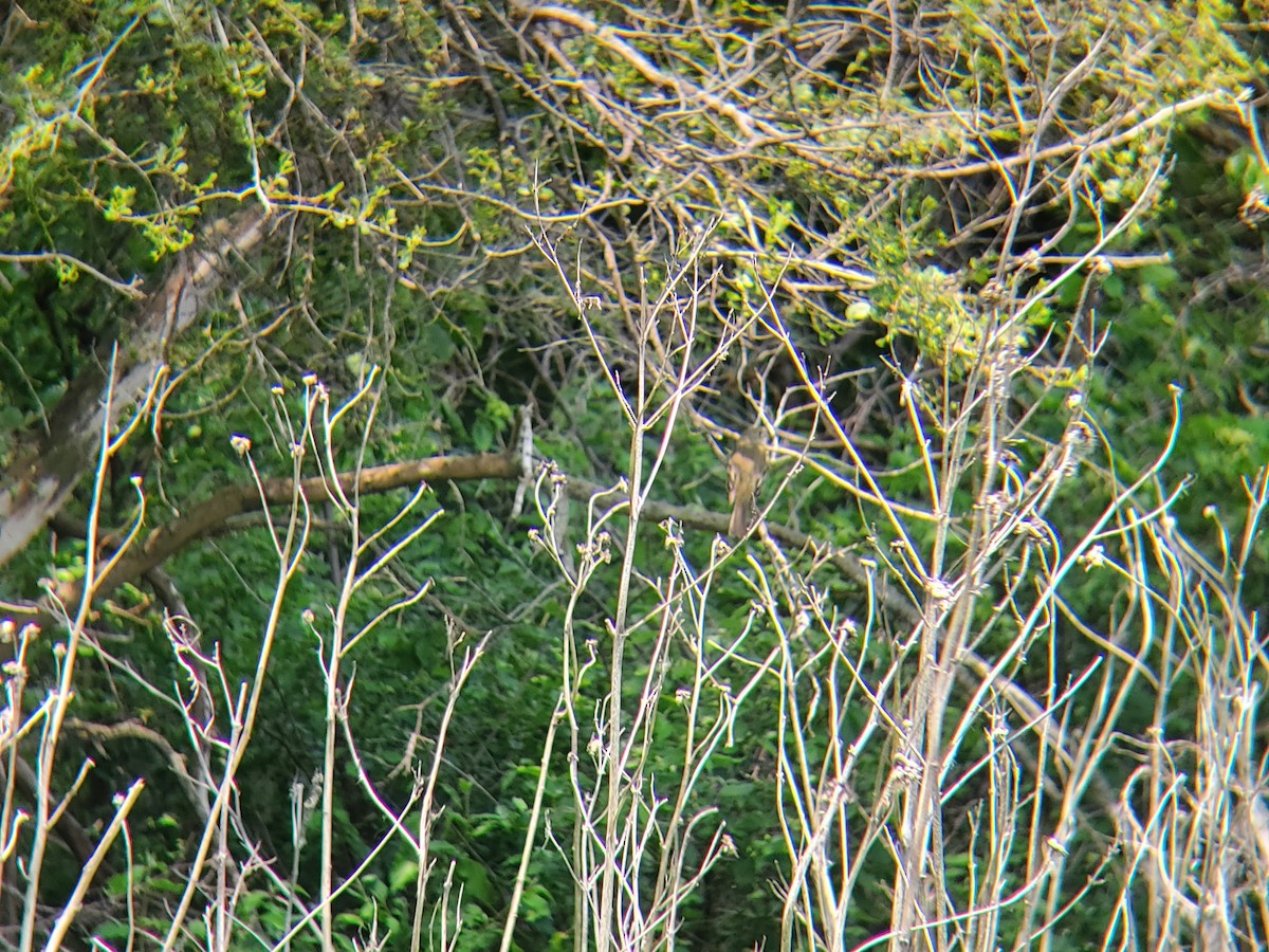 Least Flycatcher - ML636893537