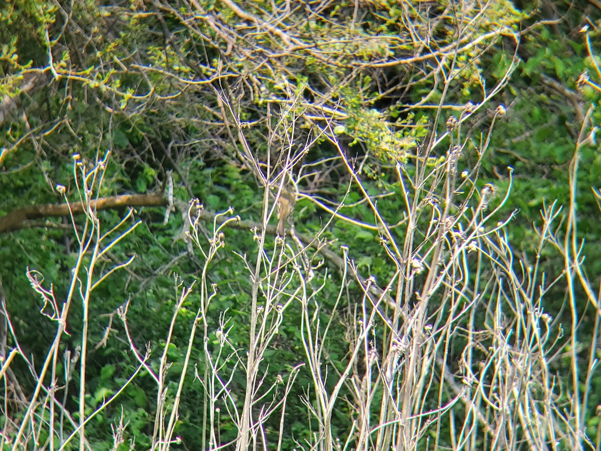 Least Flycatcher - ML636893553