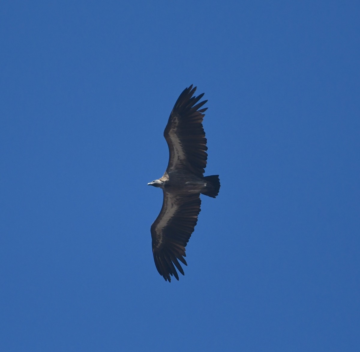 White-backed Vulture - ML636893560