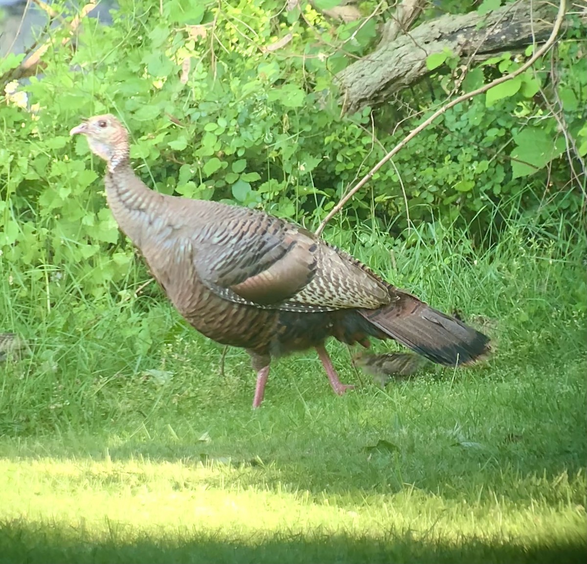 Wild Turkey - ML636893676