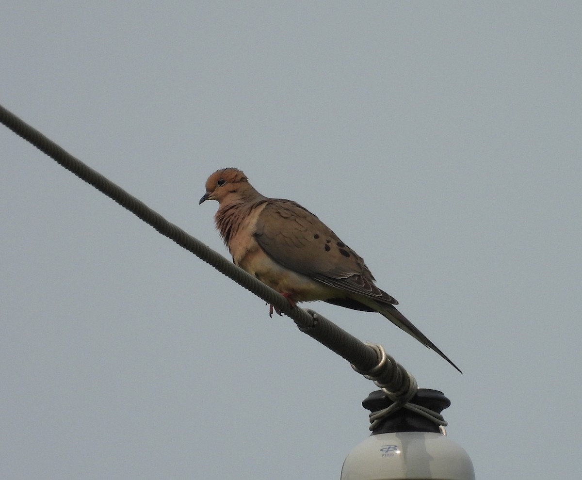 Mourning Dove - ML636893810