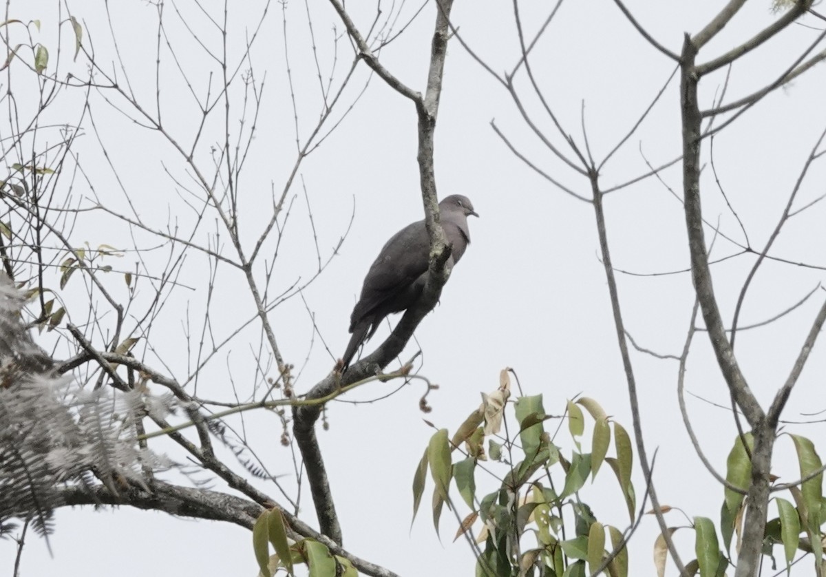 Plumbeous Pigeon - ML636893875