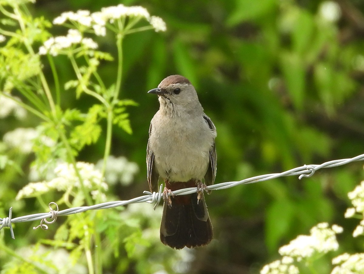 ネコマネドリ - ML636893883