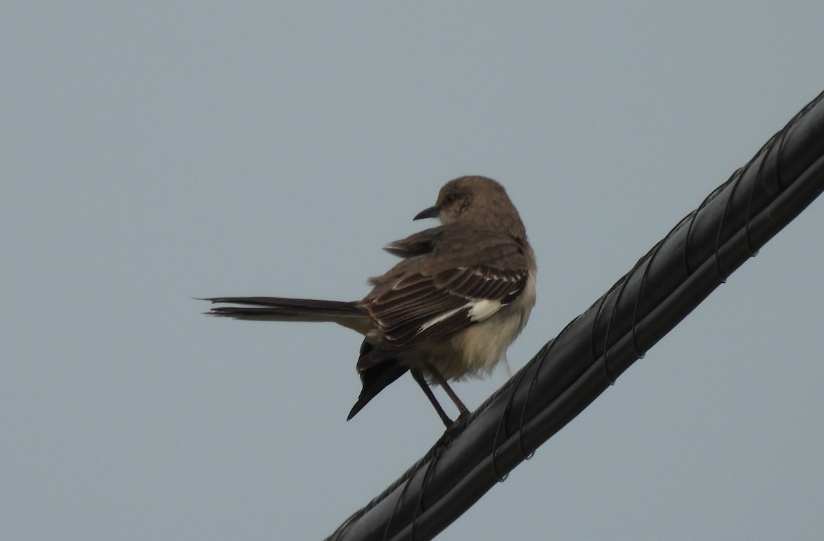 マネシツグミ - ML636893916