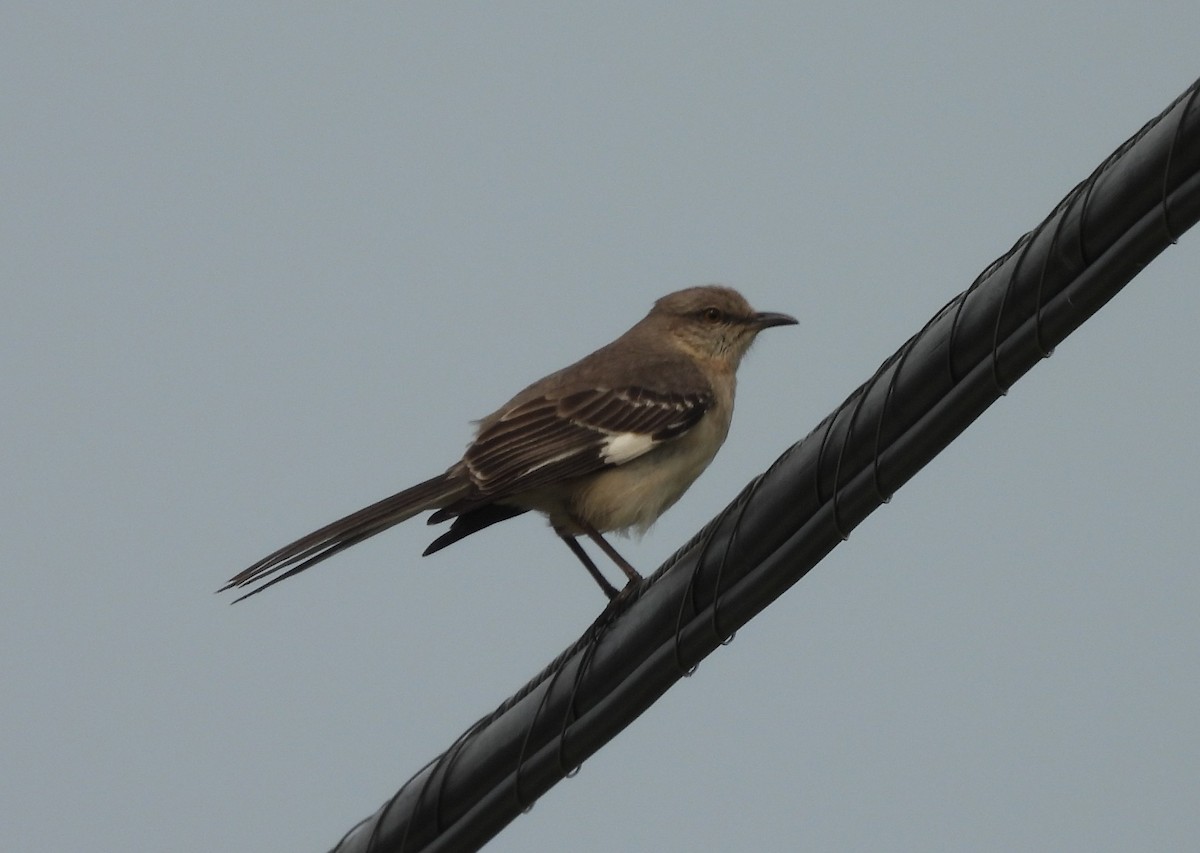 マネシツグミ - ML636893917