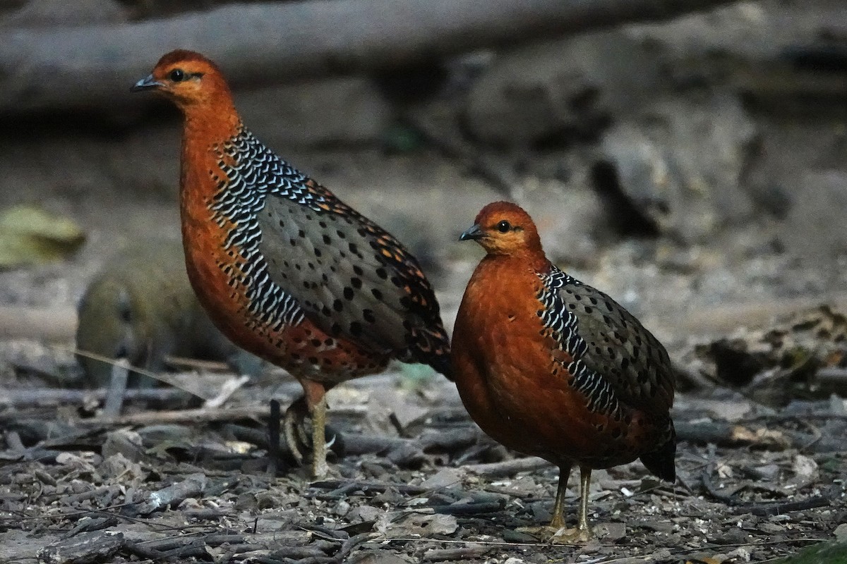 Ferruginous Partridge - ML636893979