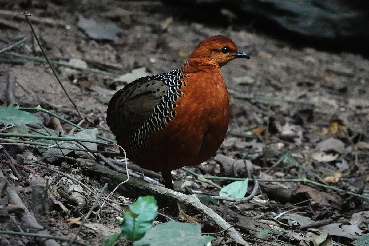 Ferruginous Partridge - ML636893980