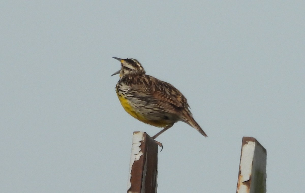 ヒガシマキバドリ - ML636893985