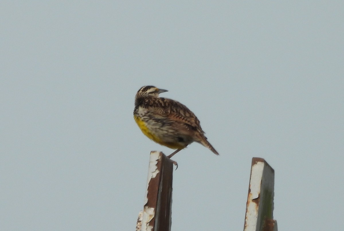 ヒガシマキバドリ - ML636893986