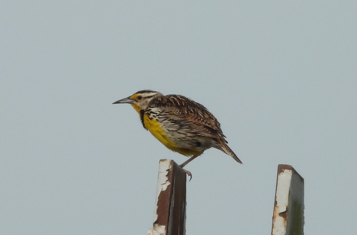 ヒガシマキバドリ - ML636893987