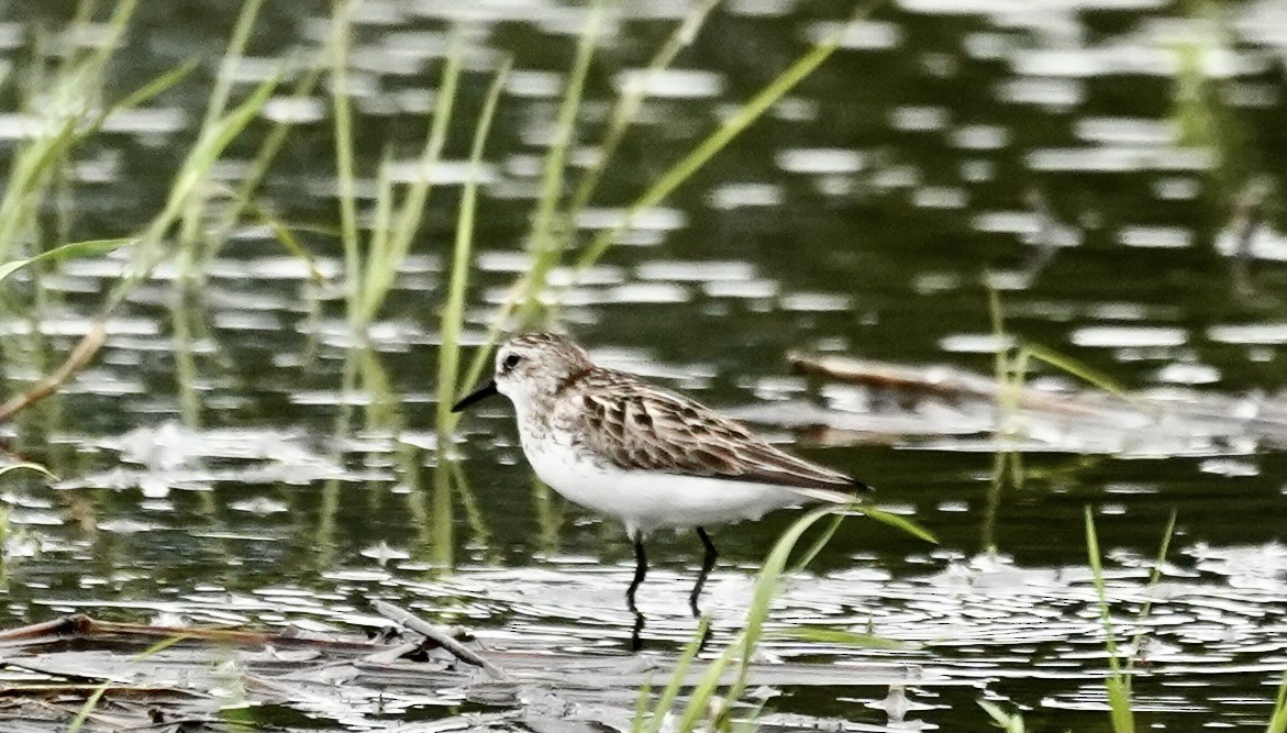 Semipalmated Sandpiper - ML636893997