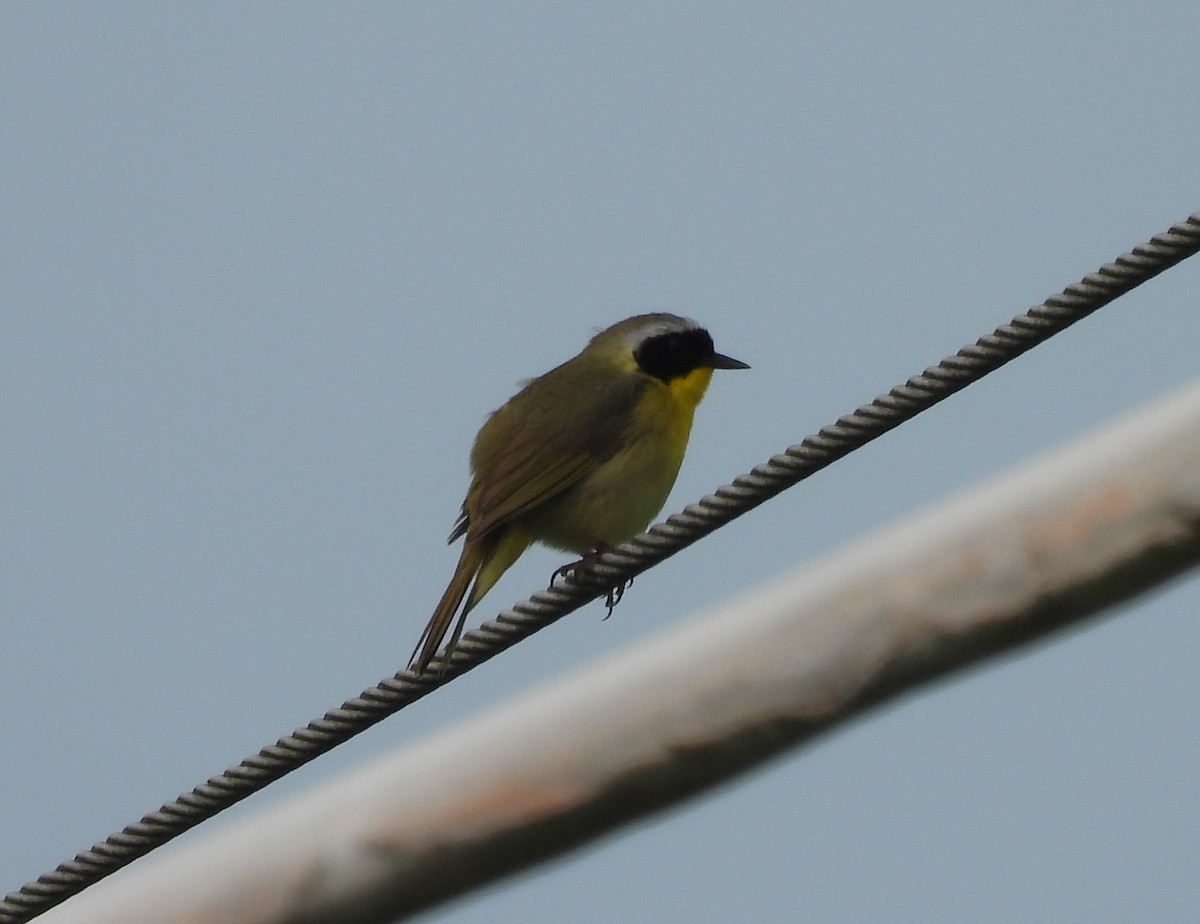 カオグロアメリカムシクイ - ML636894094