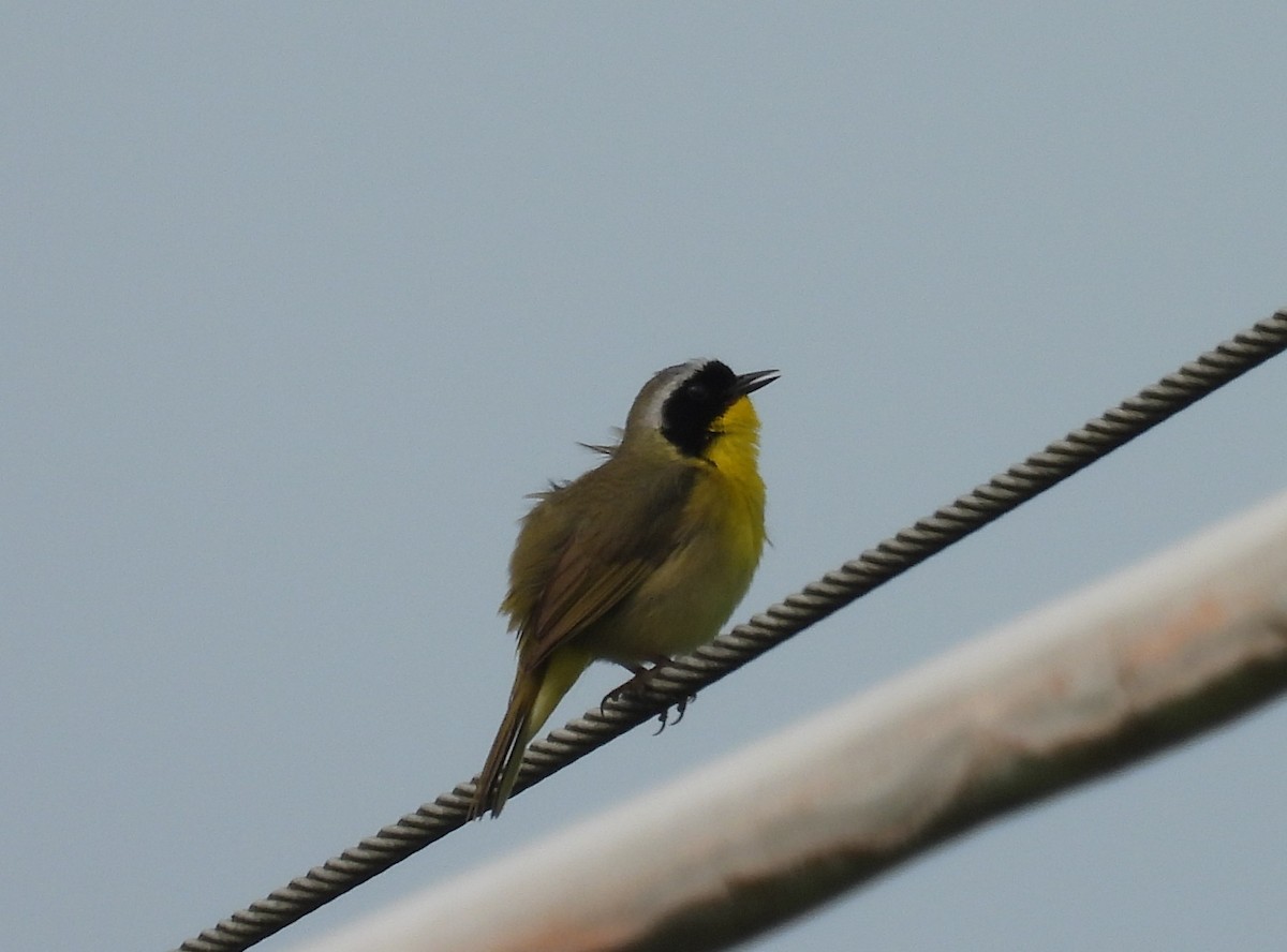 カオグロアメリカムシクイ - ML636894095