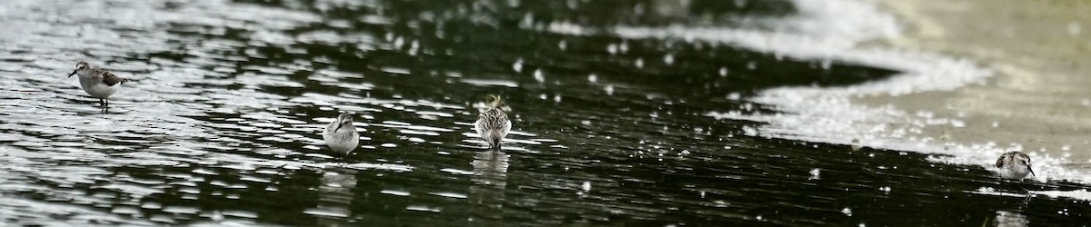 Semipalmated Sandpiper - ML636894120