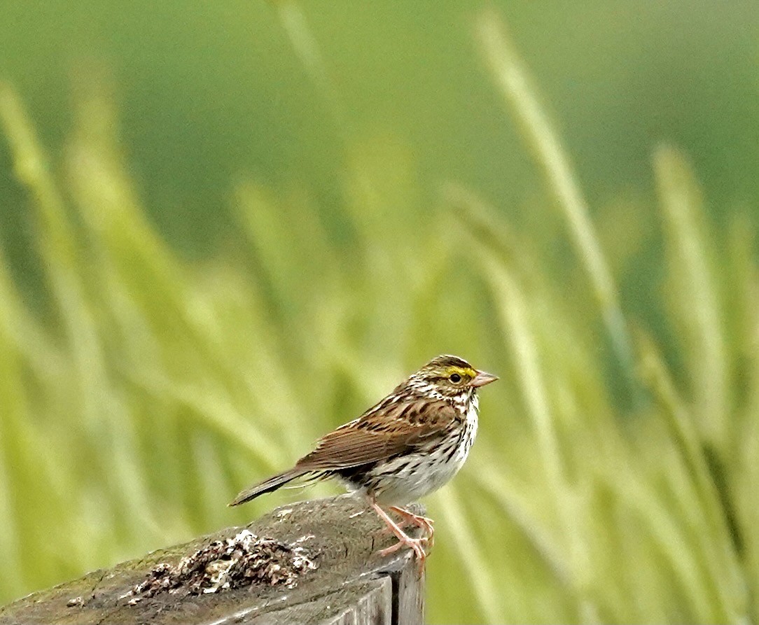 Savannah Sparrow - ML636894137