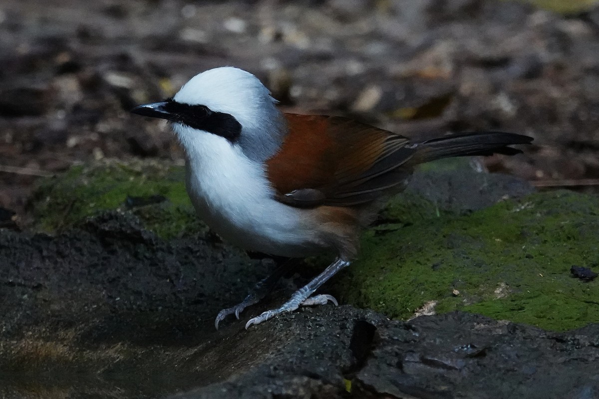 White-crested Laughingthrush - ML636894154
