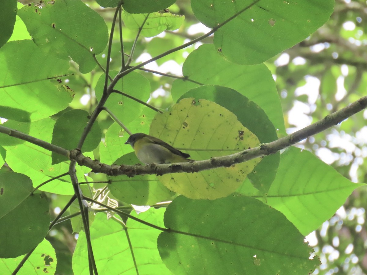 Ashy-throated Chlorospingus - ML636894212