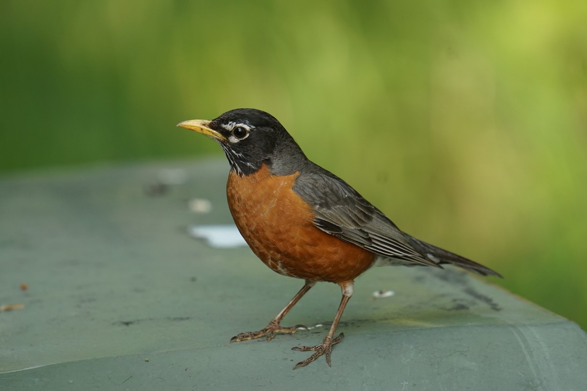American Robin - ML636894213