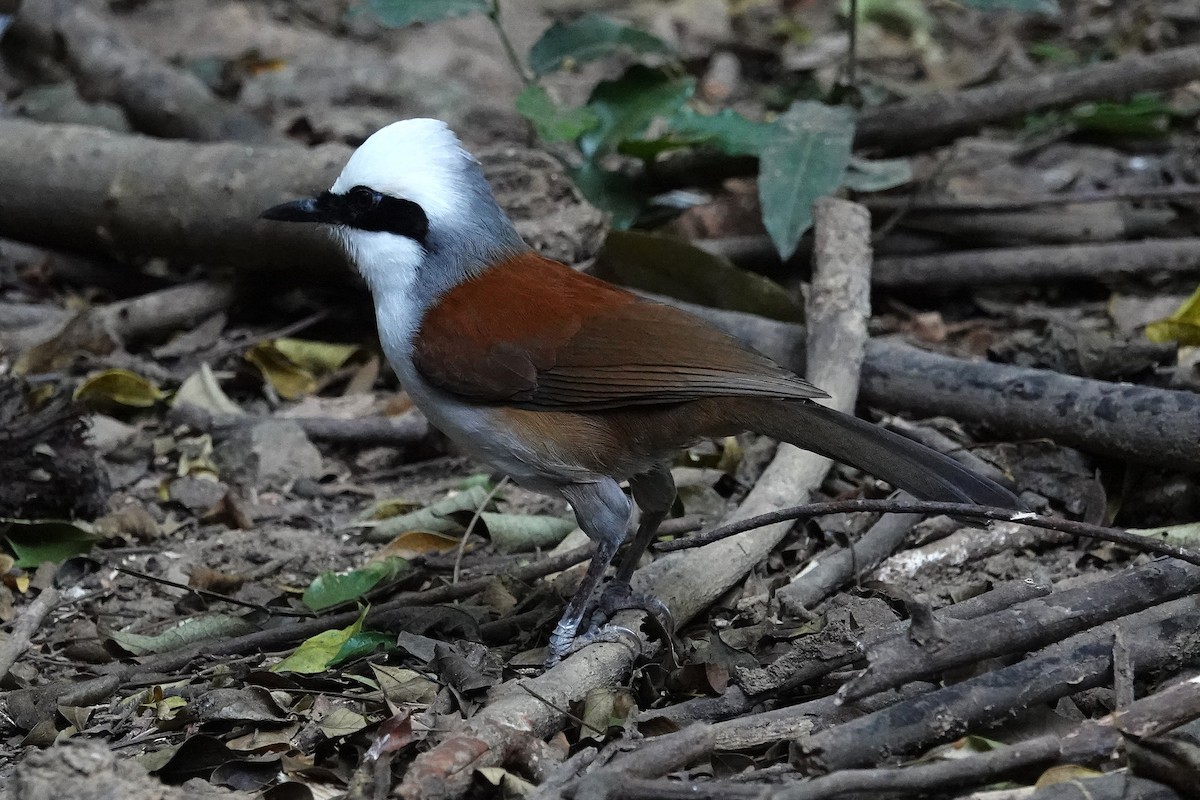 White-crested Laughingthrush - ML636894214