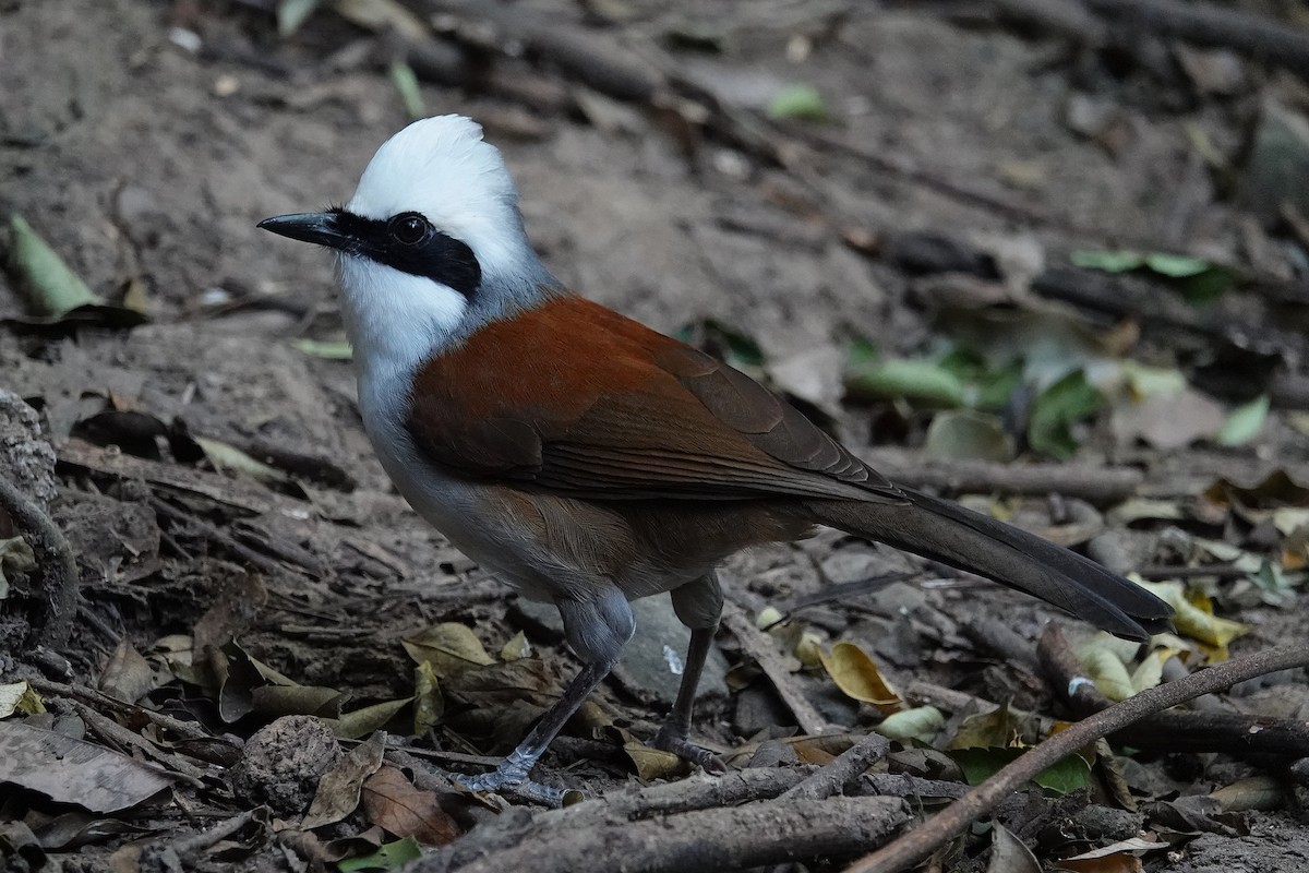White-crested Laughingthrush - ML636894215