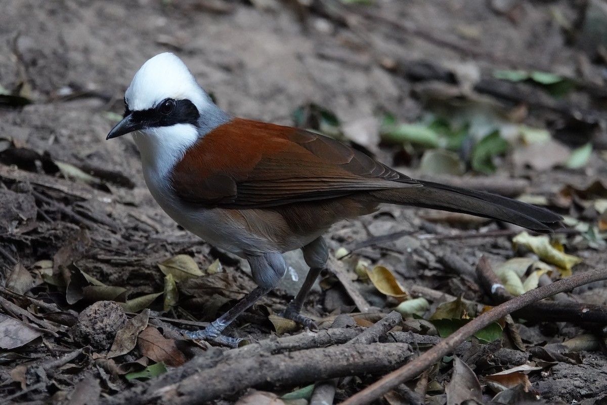 White-crested Laughingthrush - ML636894216