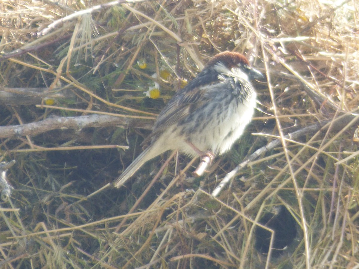 Spanish Sparrow - ML636894220