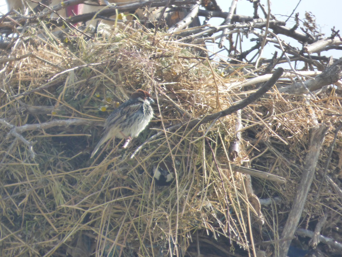 Spanish Sparrow - ML636894221