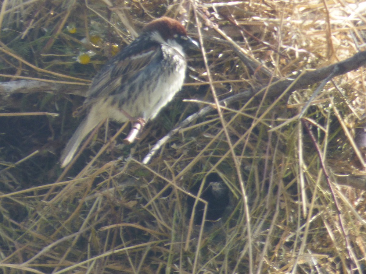 Spanish Sparrow - ML636894223