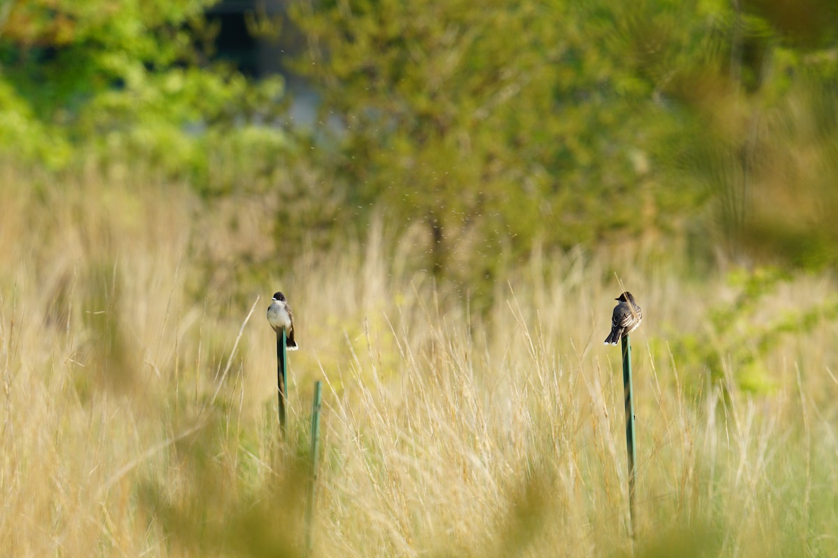 Eastern Kingbird - ML636894248