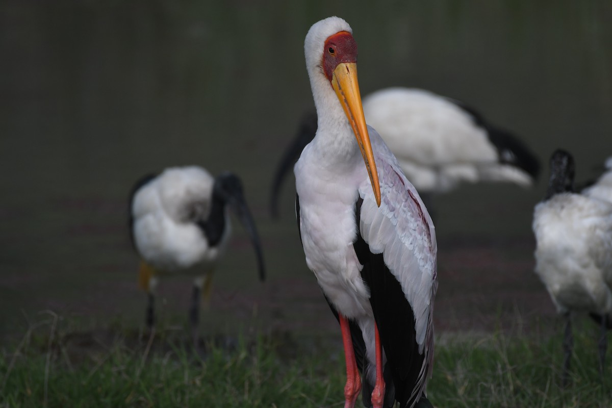 Yellow-billed Stork - ML636894309