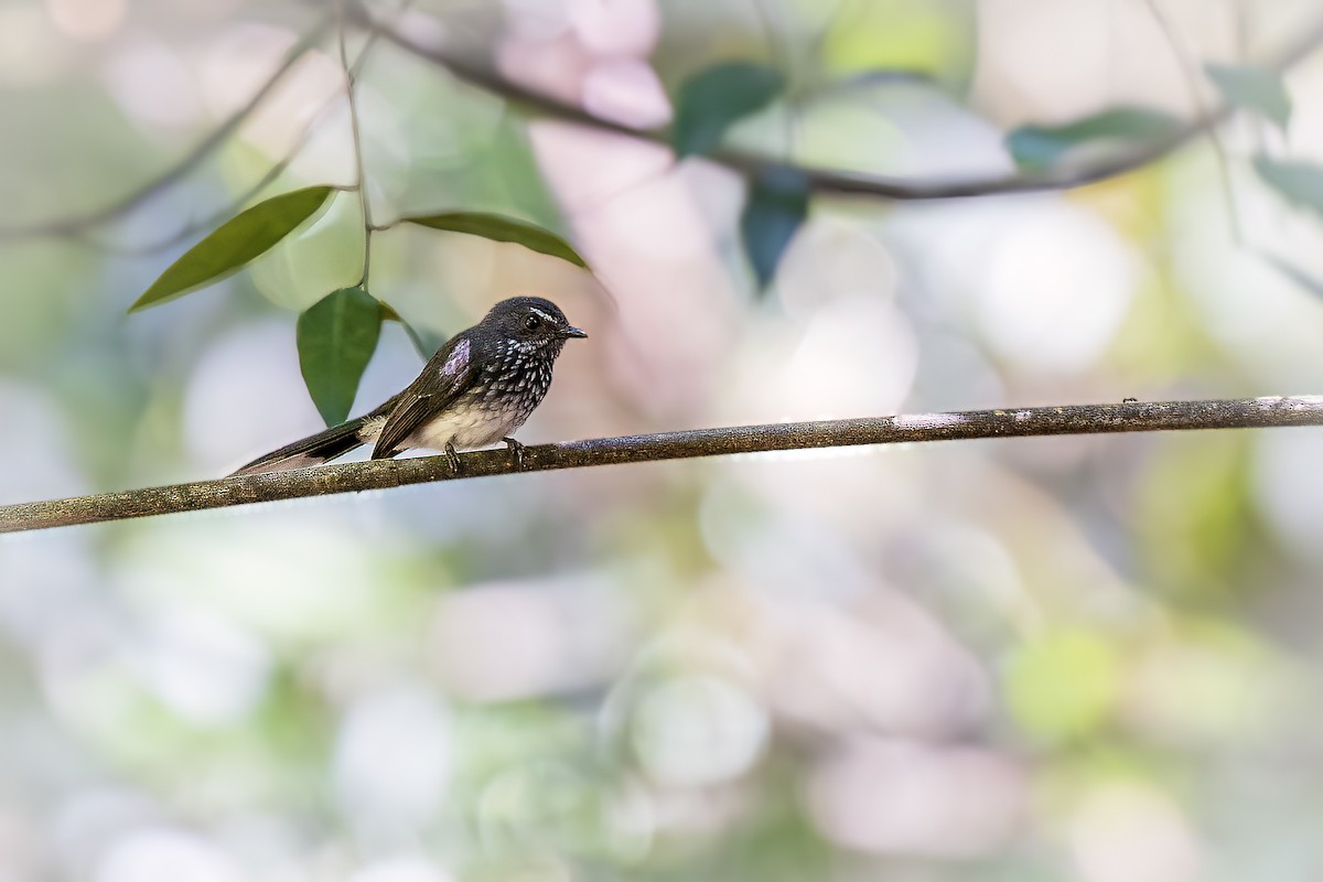 Spotted Fantail - ML636894313