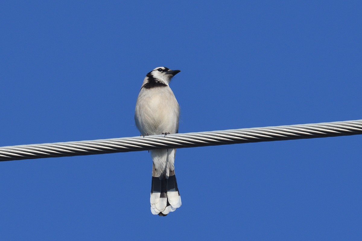 Blue Jay - ML636894366