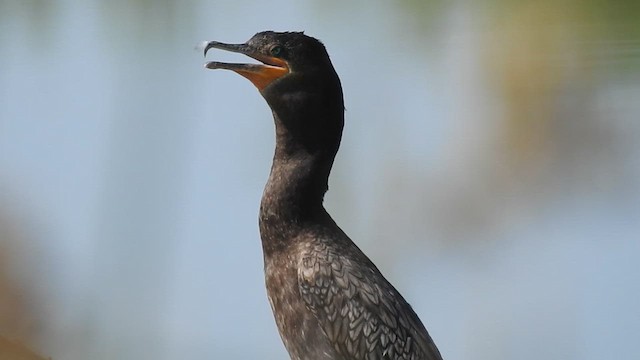 Neotropic Cormorant - ML636894378