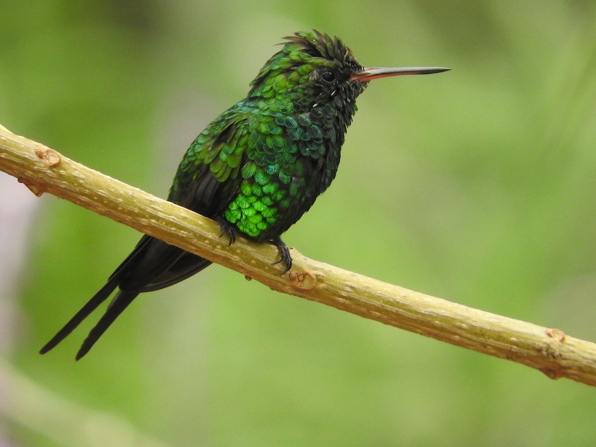 Golden-crowned Emerald - ML636894417