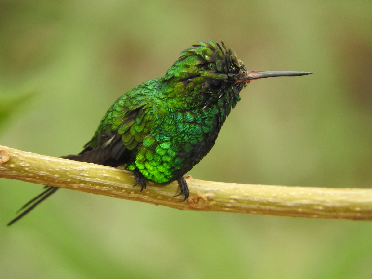 Golden-crowned Emerald - ML636894418