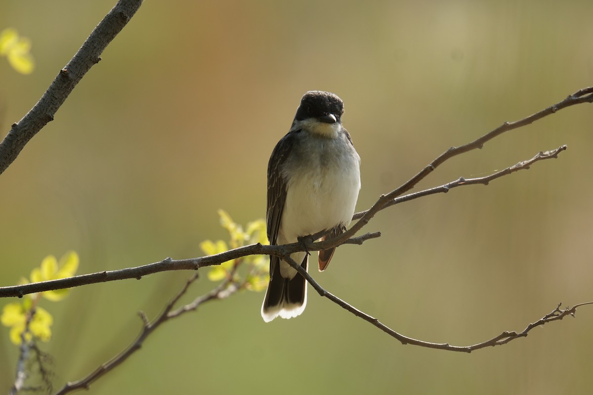 Eastern Kingbird - ML636894449