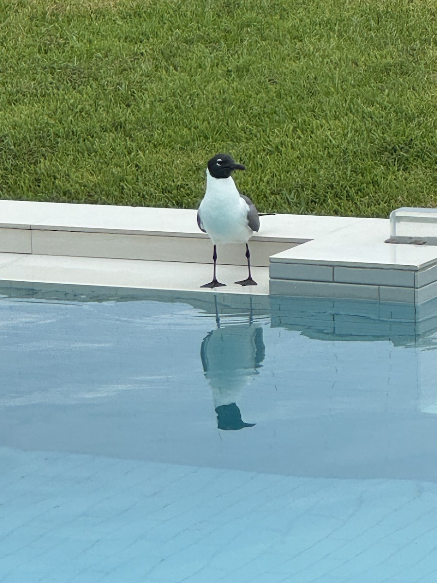 Laughing Gull - ML636894493