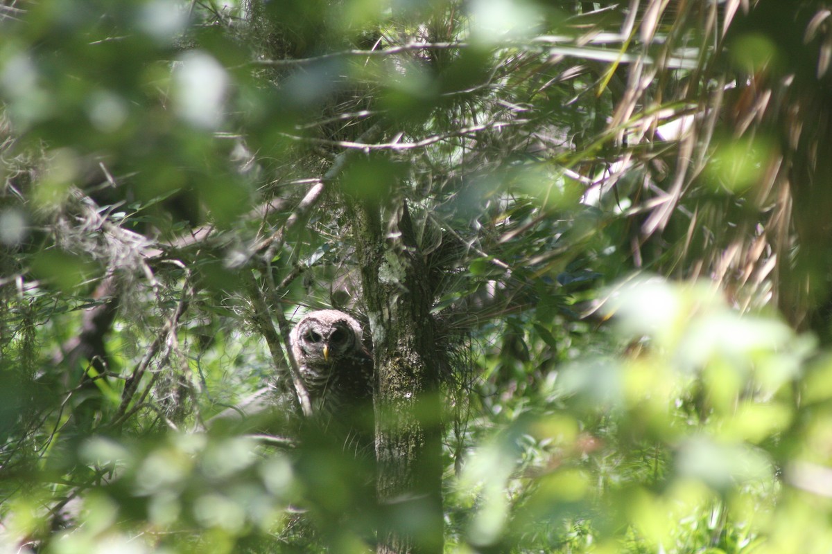 Barred Owl - ML636894496