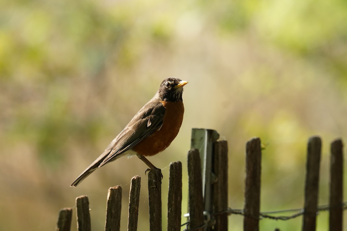 American Robin - ML636894504