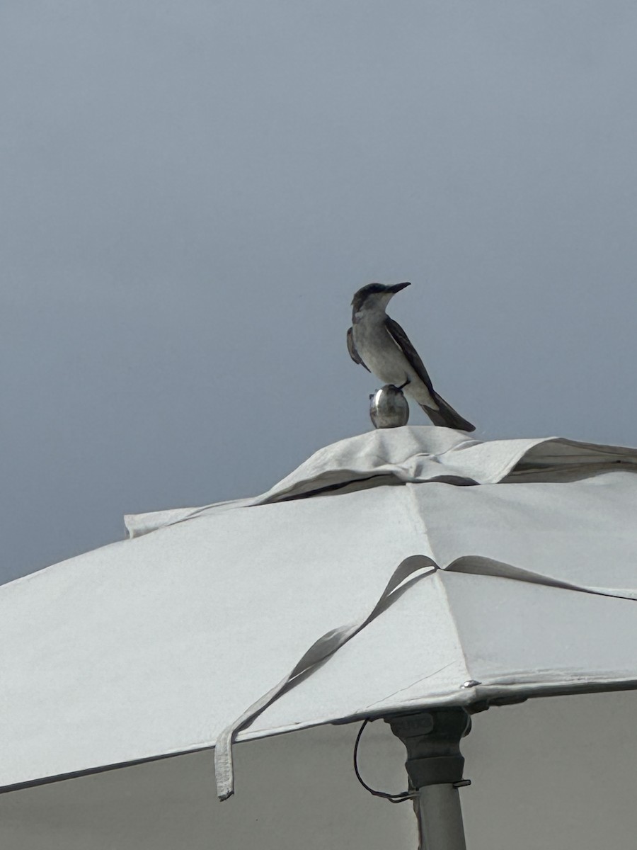 Gray Kingbird - ML636894524