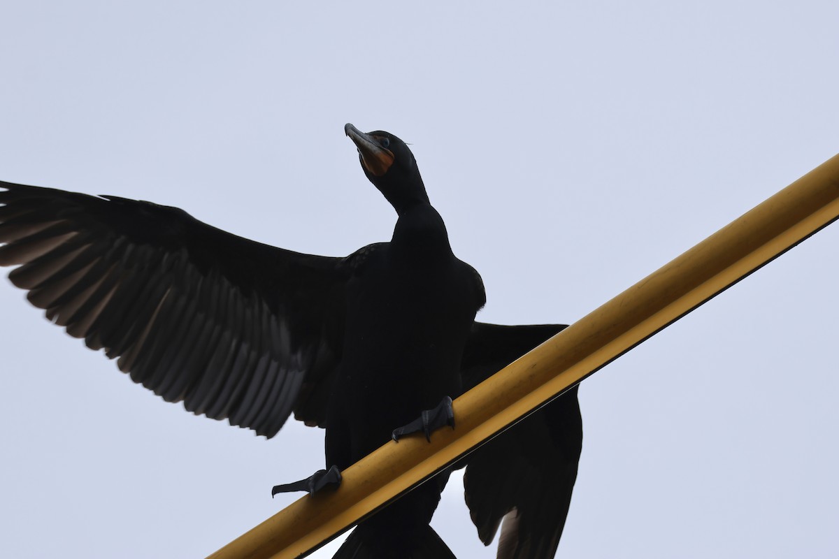 Double-crested Cormorant - ML636894580