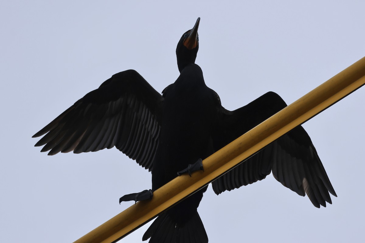 Double-crested Cormorant - ML636894589