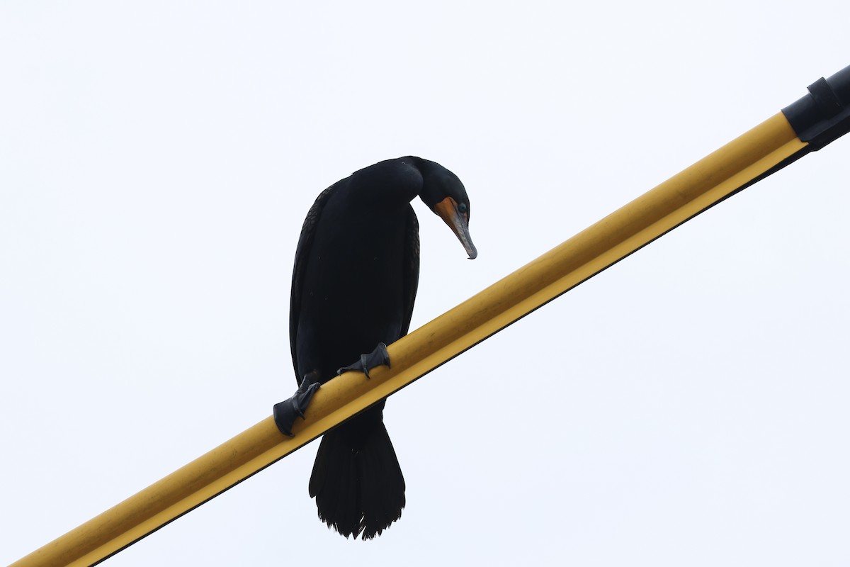 Double-crested Cormorant - ML636894591