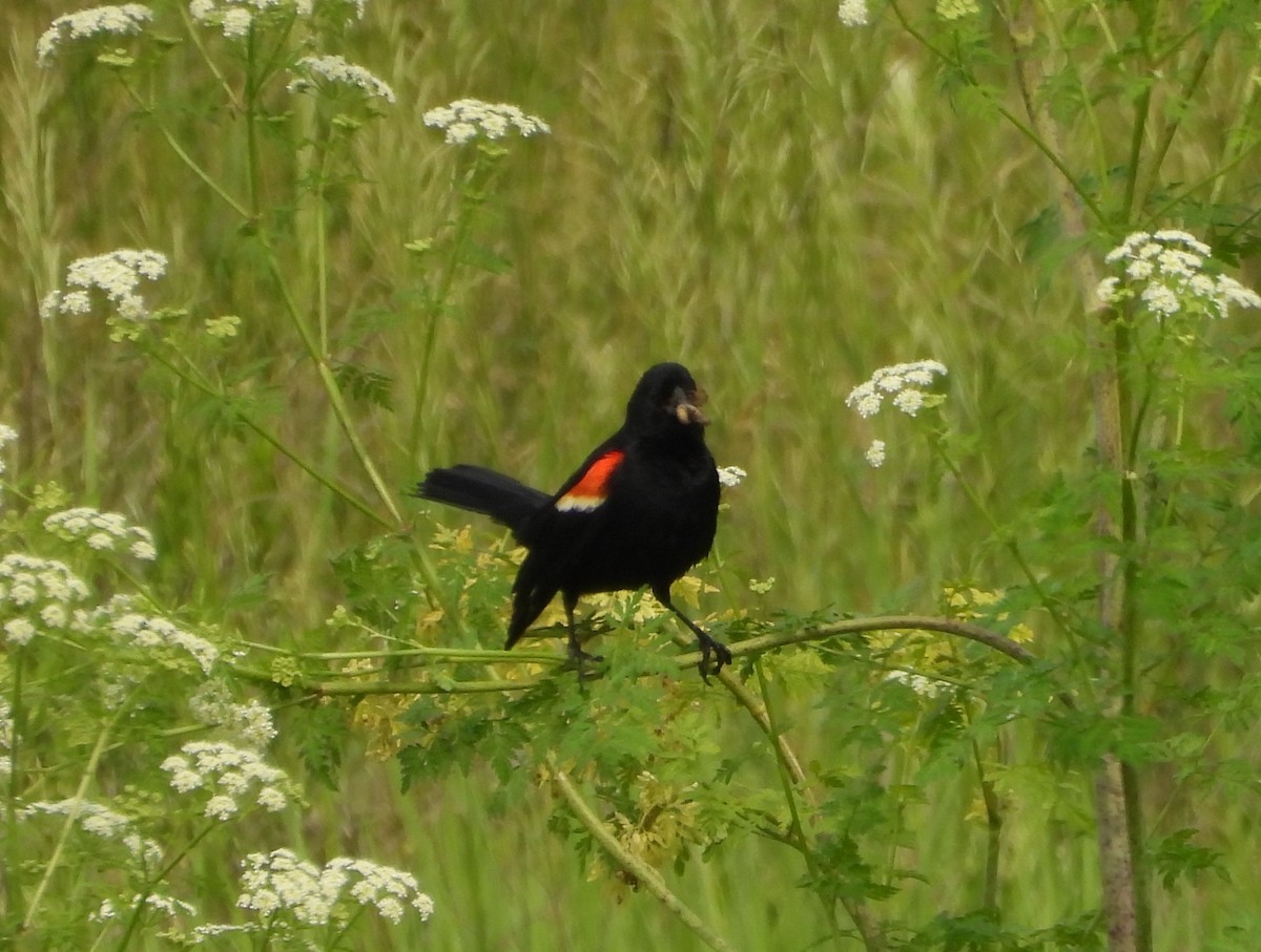 ハゴロモガラス - ML636894599