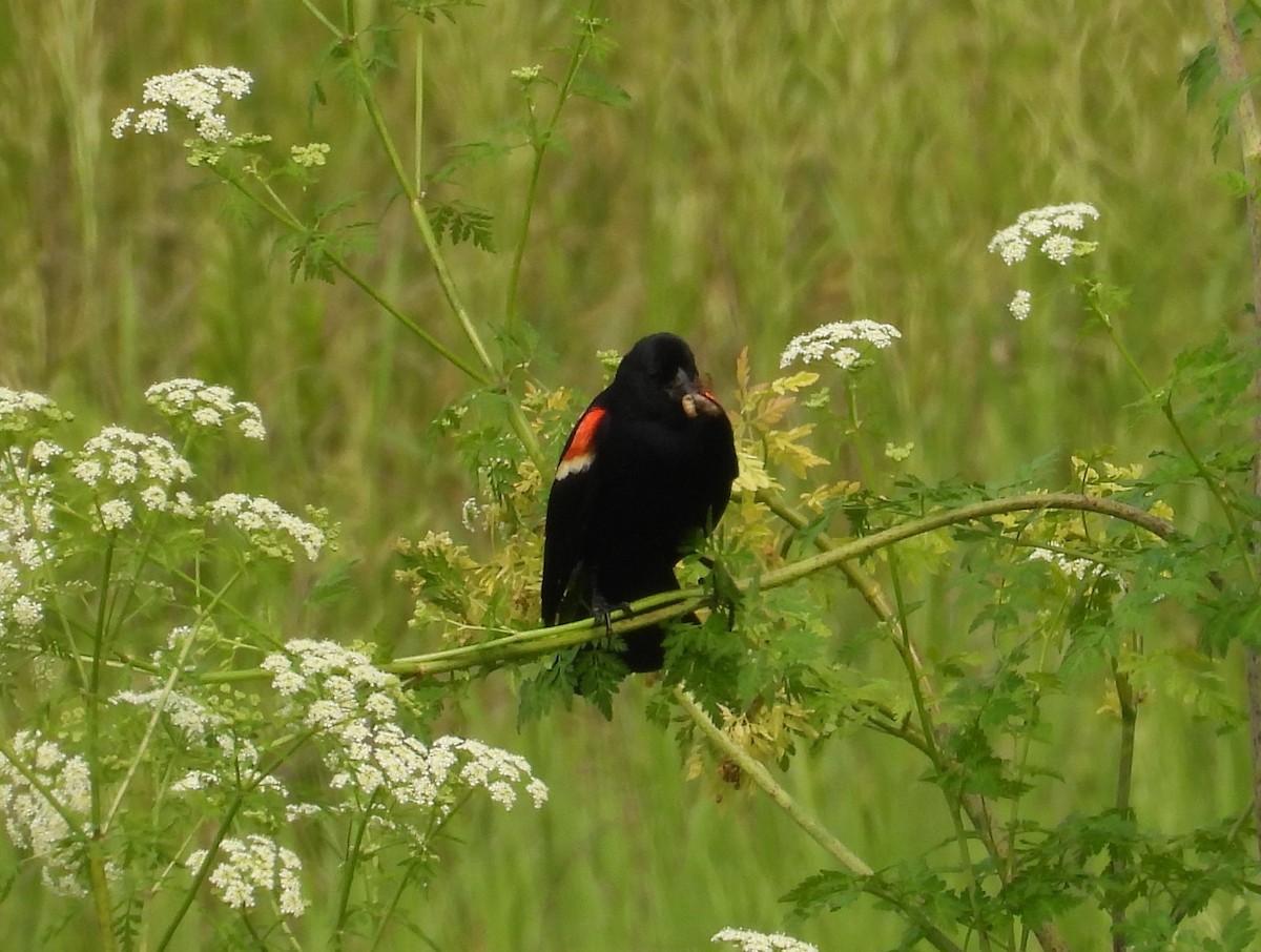 ハゴロモガラス - ML636894600