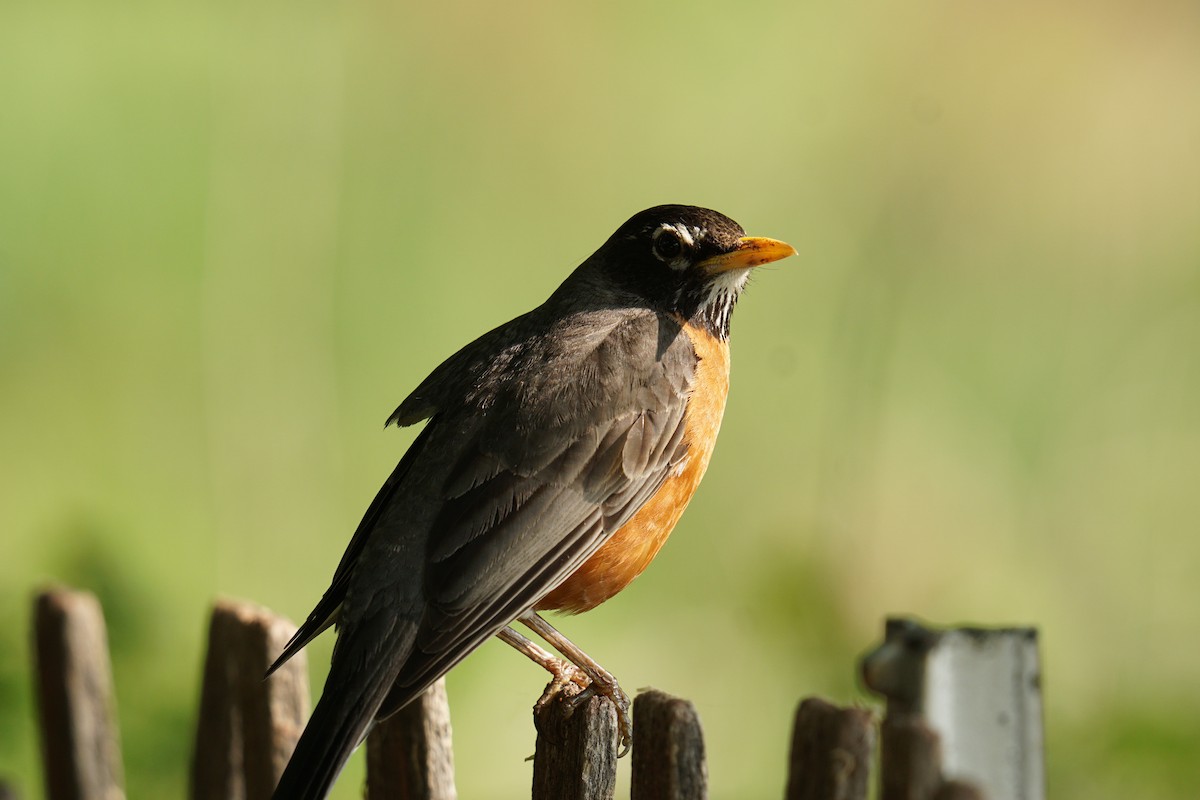 American Robin - ML636894623