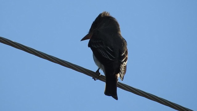 Olive-sided Flycatcher - ML636894678