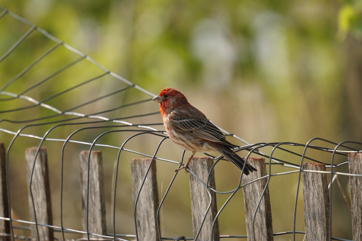 House Finch - ML636894772