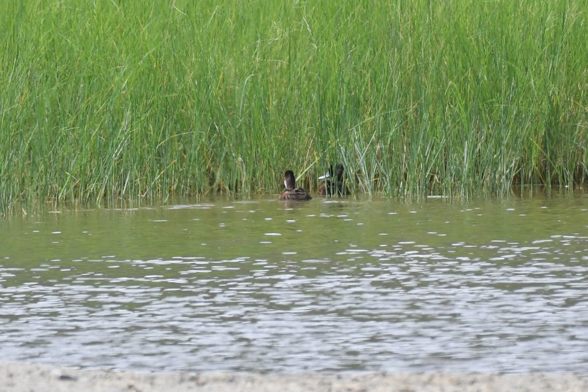 Southern Pochard - ML636894792